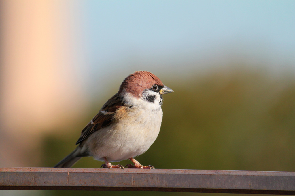 Sparrow
