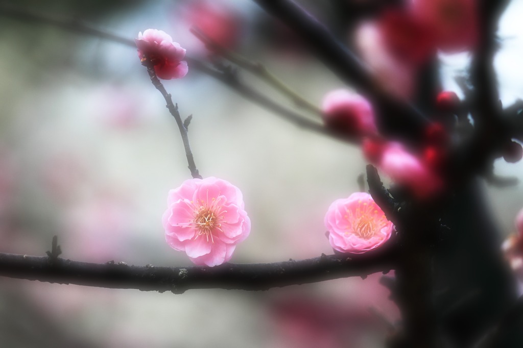 うめの花
