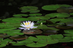 ナイルの花嫁