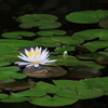 ナイルの花嫁