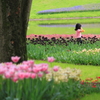 Tulip Girl