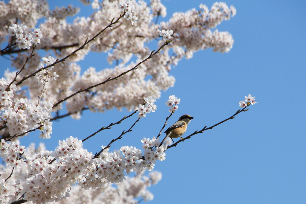 百舌と桜