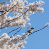 百舌と桜