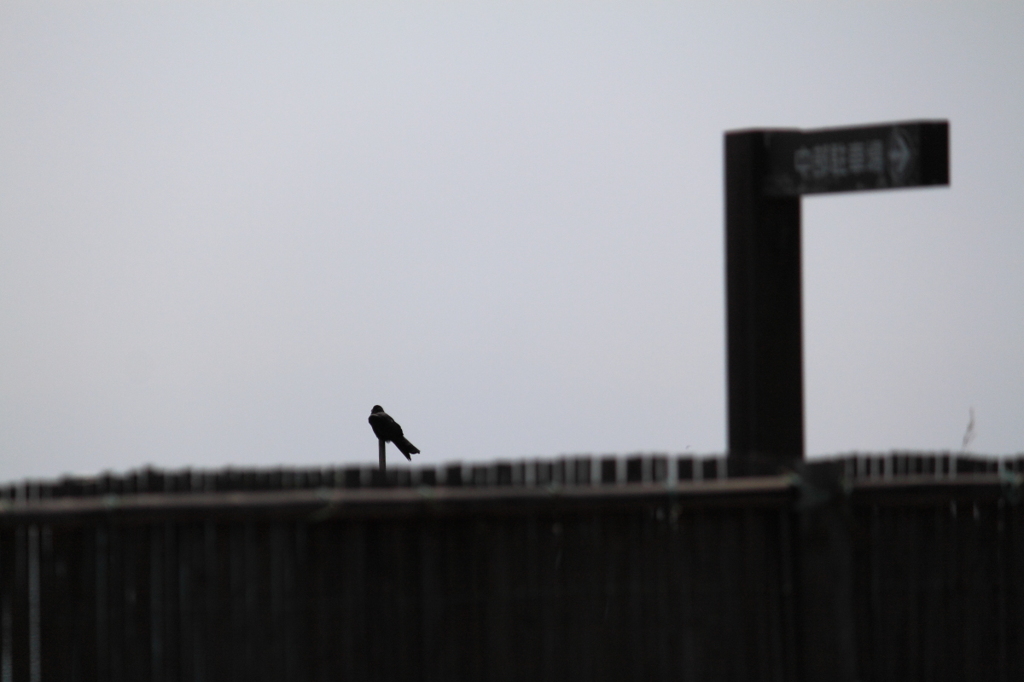 Blackbird