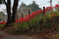 彼岸花