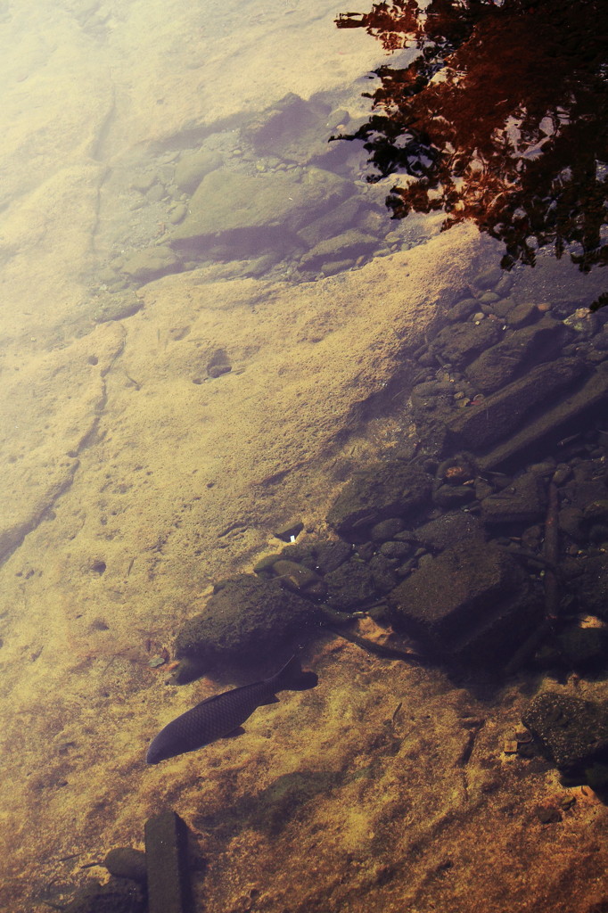 A quiet river