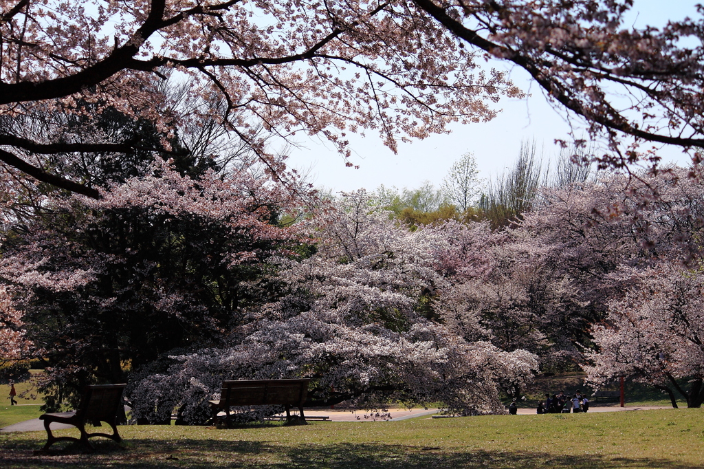 桜
