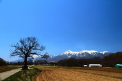 ヤマナシの木と八ヶ岳