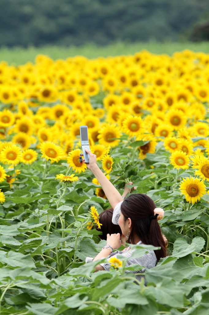 ヒマワリ畑のカメラ女子