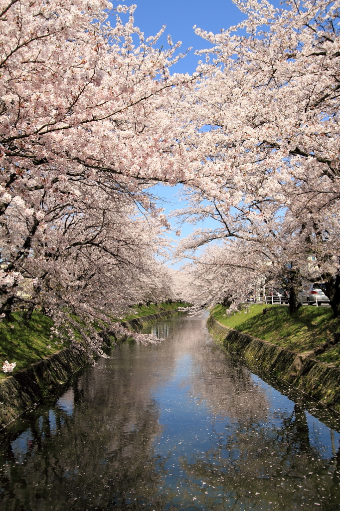 大口町の桜