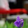 菖蒲