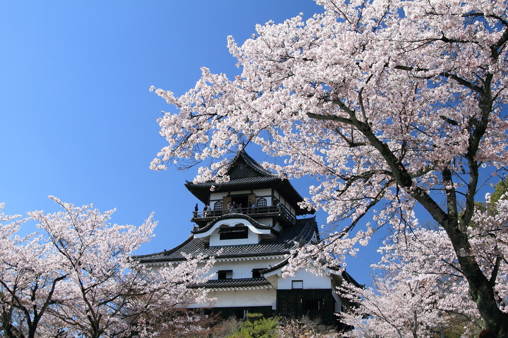 犬山城と桜２ By けろけろ Id 写真共有サイト Photohito