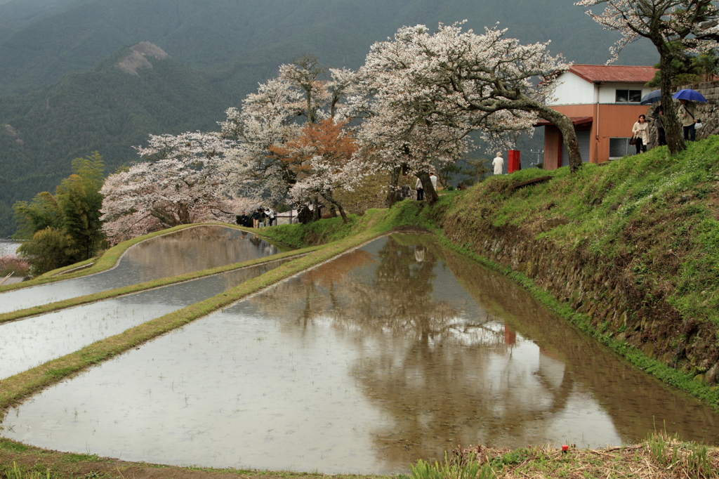 三多気の桜２