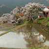 三多気の桜２