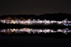 水源公園の夜桜