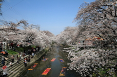 桜とのんぼり