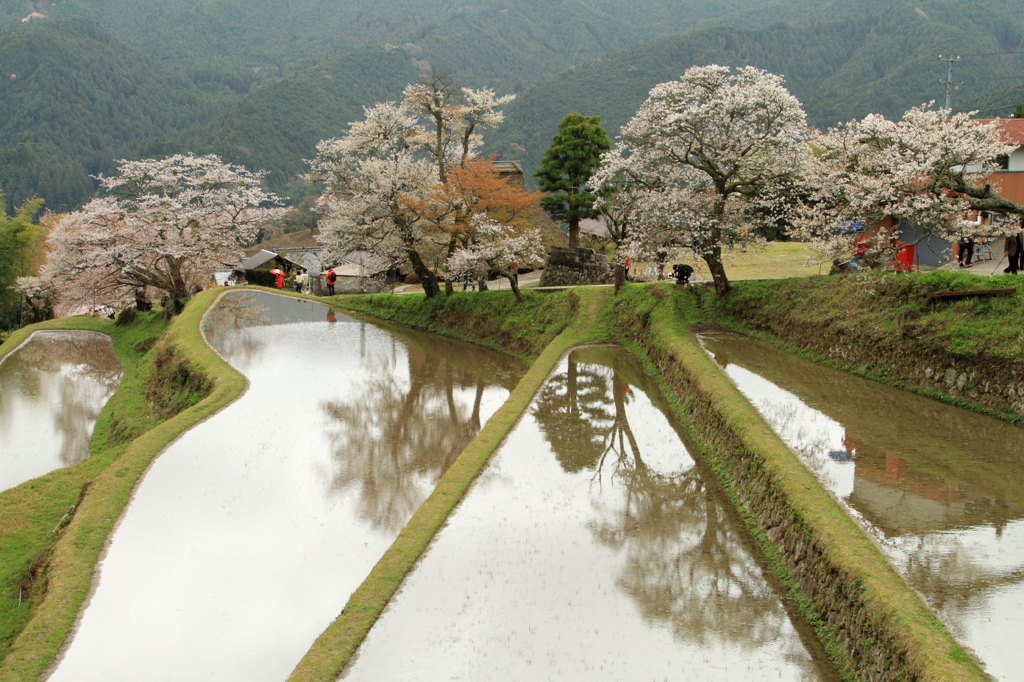 三多気の桜