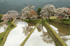 三多気の桜