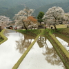 三多気の桜