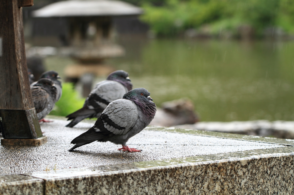 雨宿り