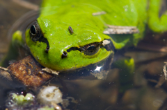 ウインク