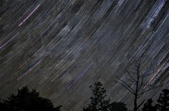 星の降る木