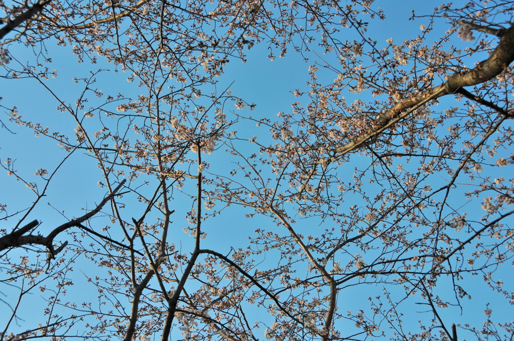 桜のある空