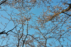 桜のある空