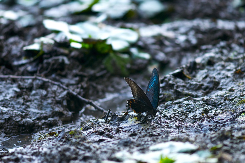 Choo Choo Butterfly