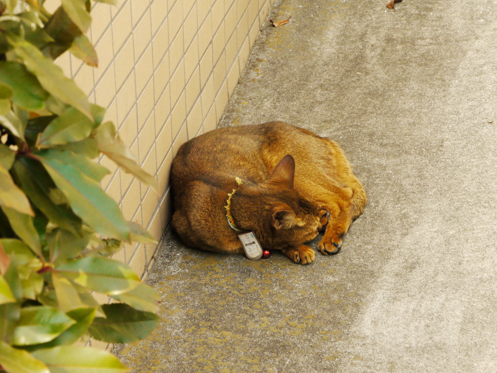 昼寝猫