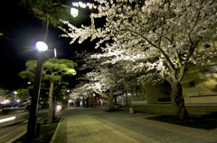 十和田市庁前桜