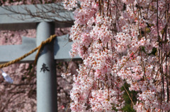 sakura1