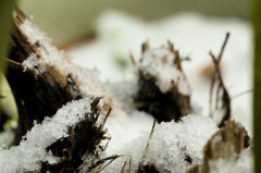 弥生の雪