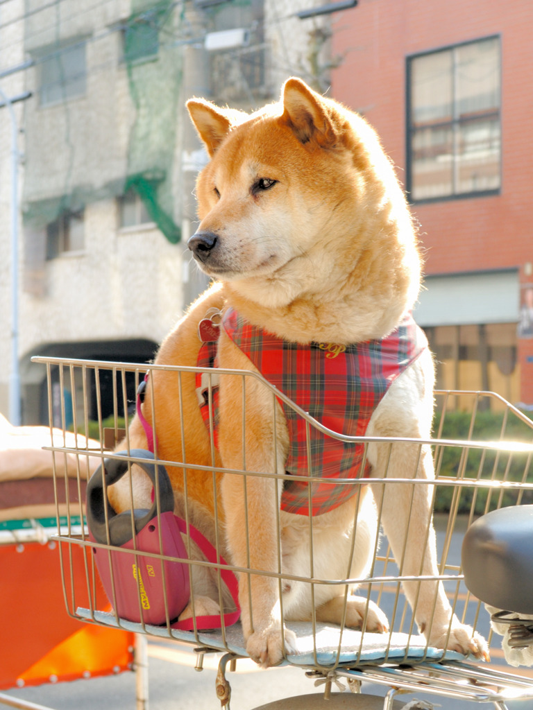 ご主人さまとお買い物