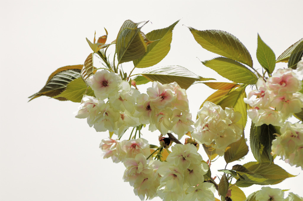 鬱金桜