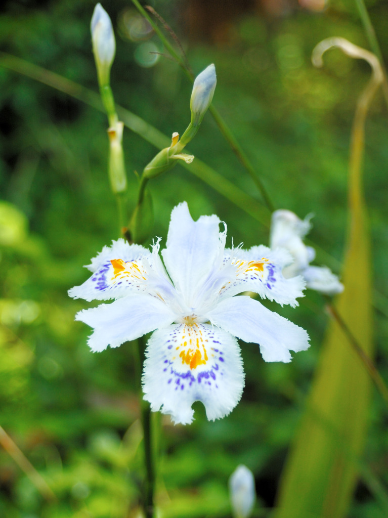 シャガの花