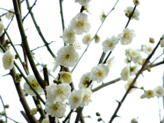 梅の花