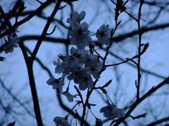 夜がやって来る前に