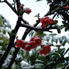 雪に耐える