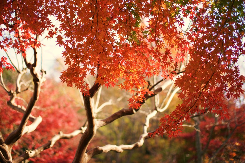 seasonal signal 
