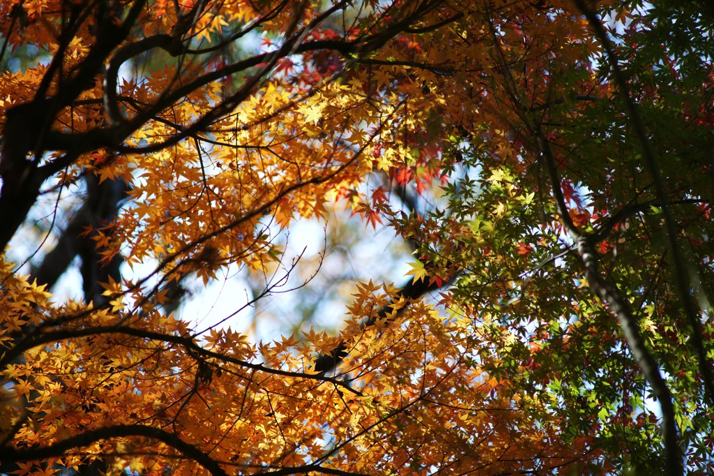seasonal signal 