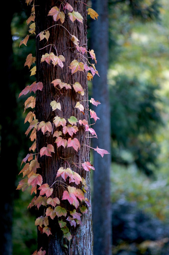 seasonal signal 