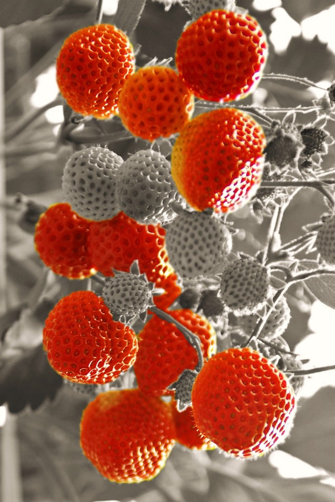 red jewel
