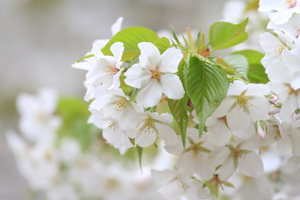 桜の微笑み