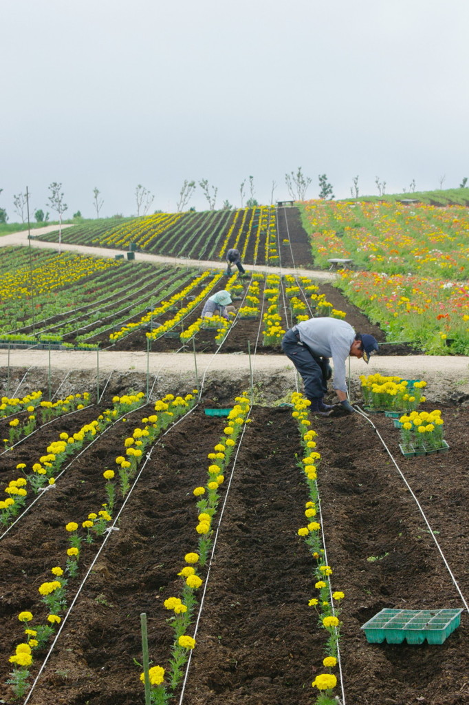 Flower Garden Making