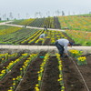 Flower Garden Making