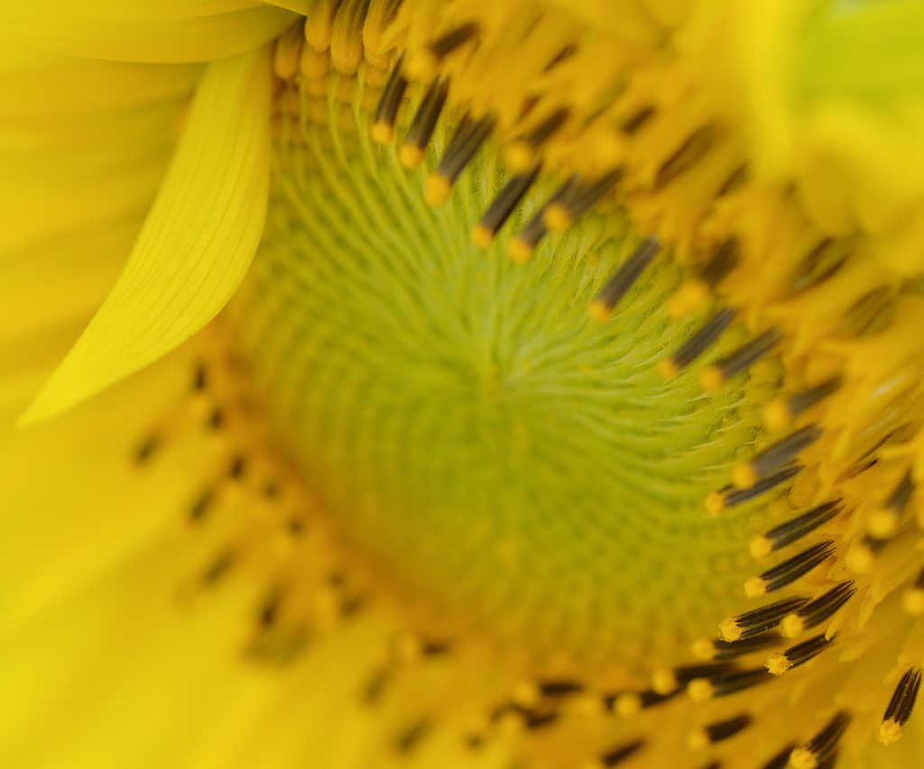 yellow circle