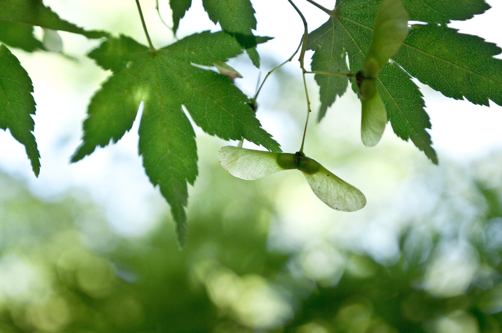 green hanger