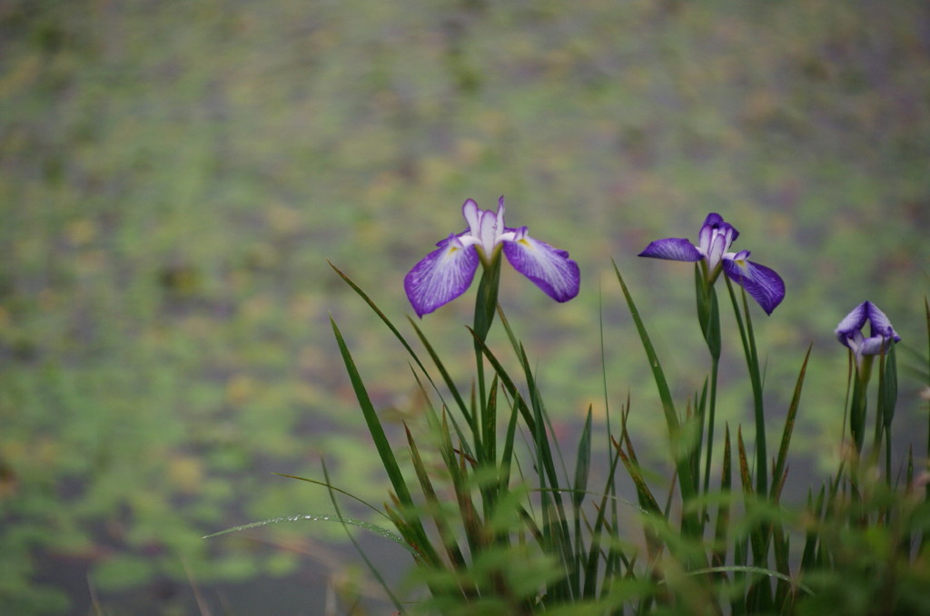 水辺の花菖蒲