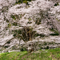 老桜